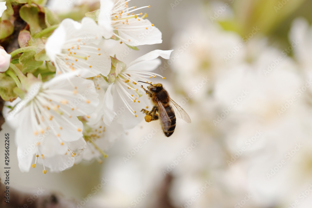 Honey Bee pollinating cherry flower Honey Bee pollinating cherry flower