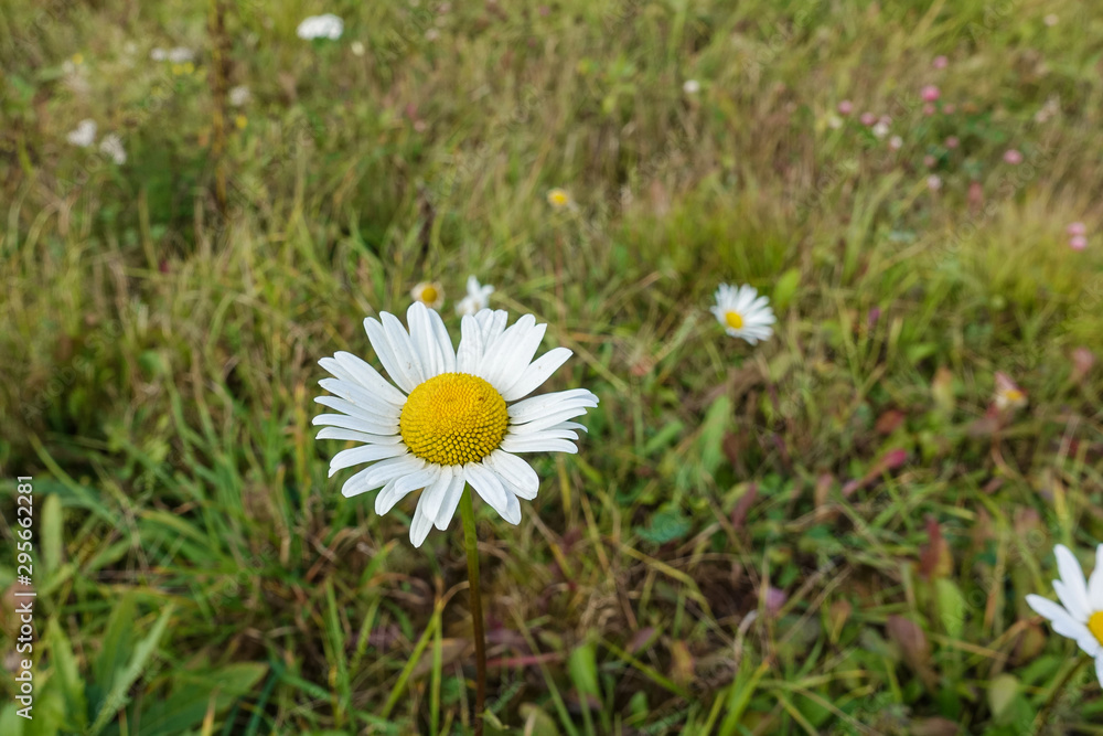 Wild camomile flower in the field. Autumn Wild camomile flower in the field. Autumn