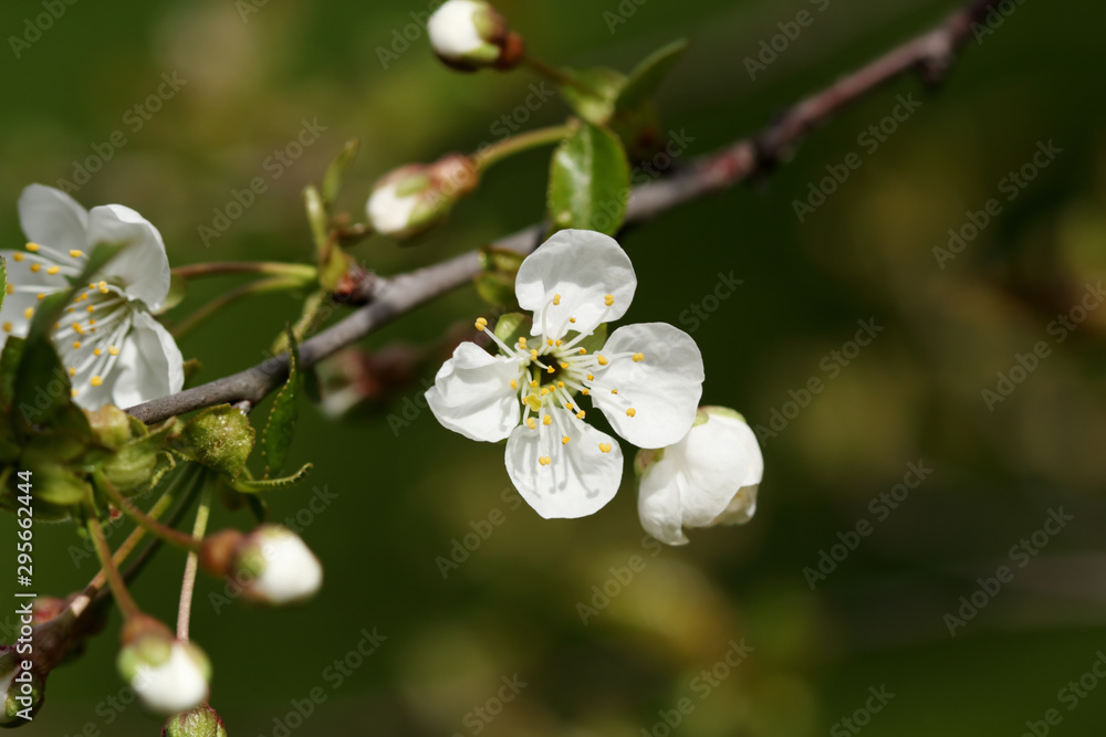 Flower of cherry tree. Spring background. Flower of cherry tree. Spring background.