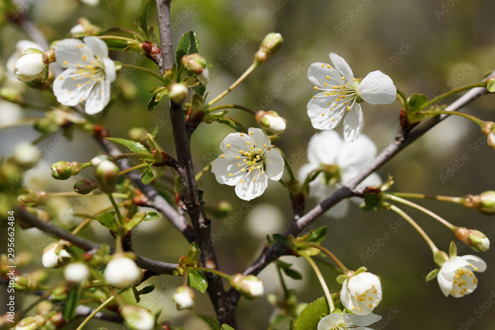 Obraz premium Cherry Tree in Bloom