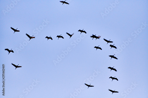 flock of cranes flying to place to sleep