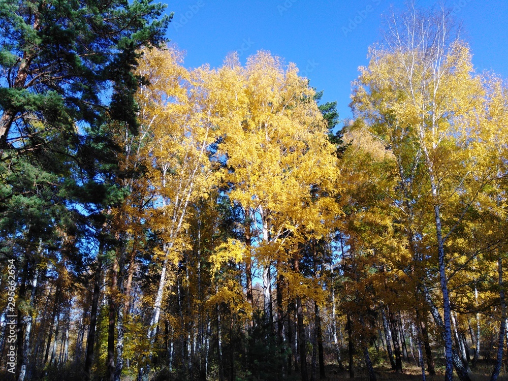 Fototapeta premium golden autumn