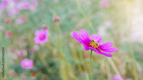 Honeybee working on pink cosmos flower in beautiful spring morning flower field blurred nature background.
