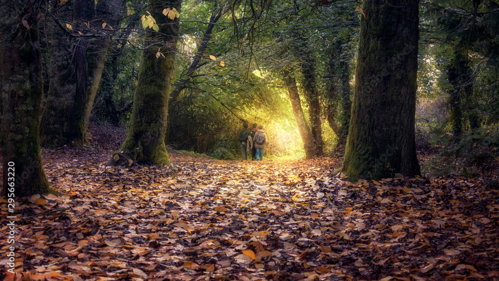 autumn in the forest autumn in the forest