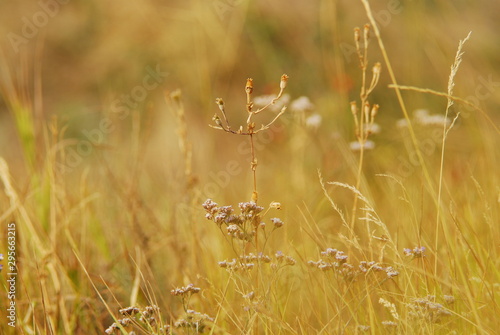 Sea lavander Limonium perezii Purple flowers on the autumnal yellow background steppe inspiration wildlife garden  photo