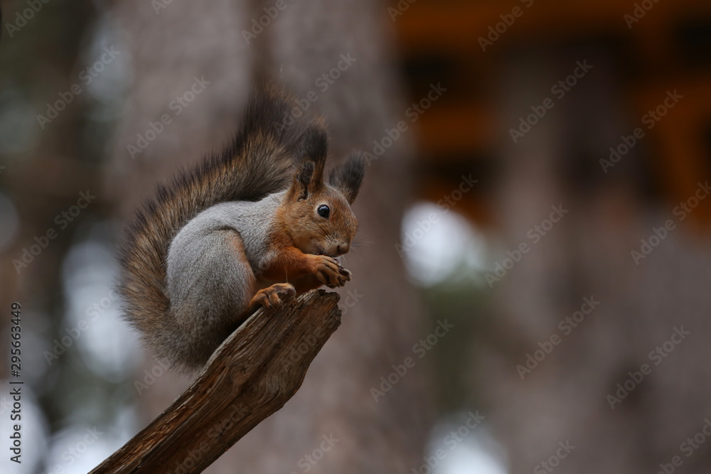 Squirrel eats nuts on a tree branch in the forest.