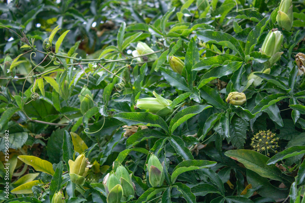 Subtropical stormy green vegetation in summer in Sochi Subtropical stormy green vegetation in summer in Sochi