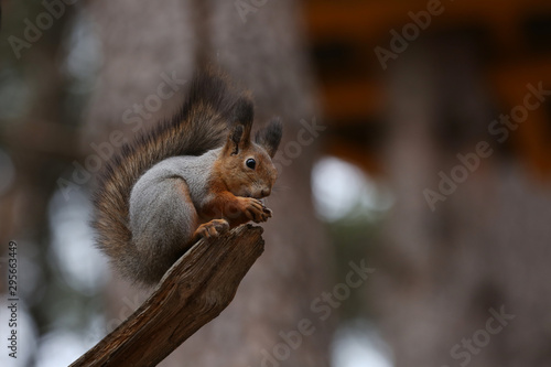 Squirrel eats nuts on a tree branch in the forest. © IvSky