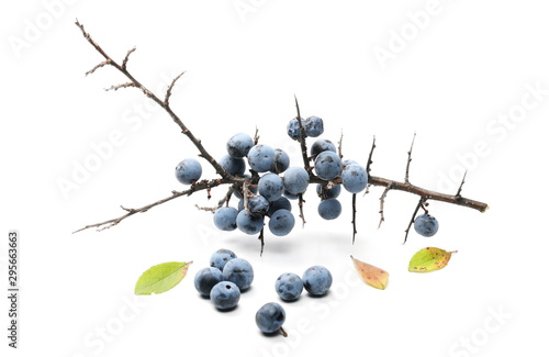 Fresh blackthorn berries with twig, branch and leaves prunus spinosa isolated on white background photo