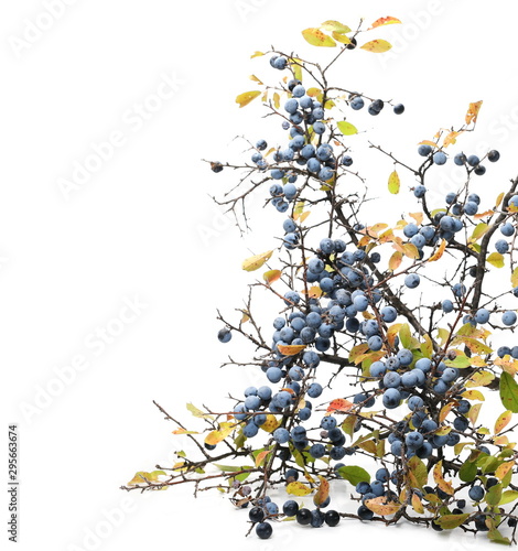 Fresh blackthorn berries with twig, branch and leaves prunus spinosa isolated on white background