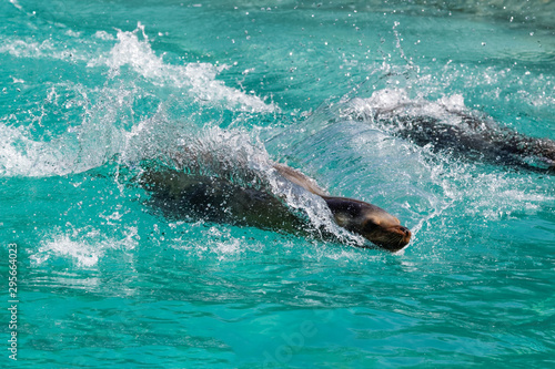 Wallpaper Mural Spectacle d'otaries Torontodigital.ca