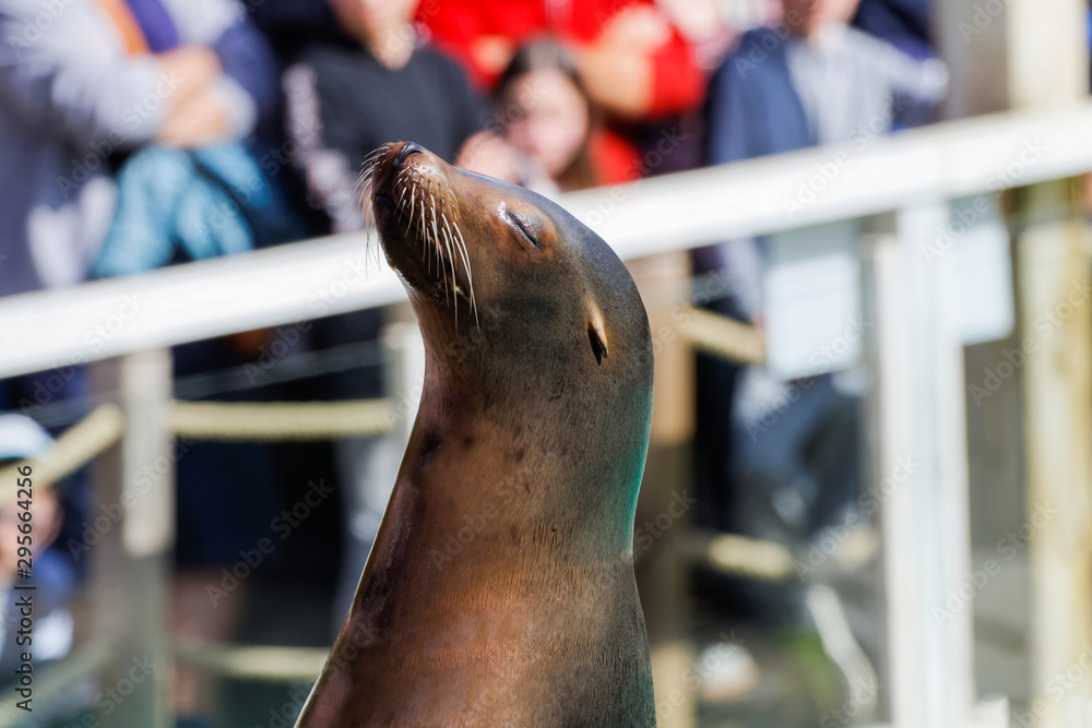 Fototapeta premium Spectacle d'otaries