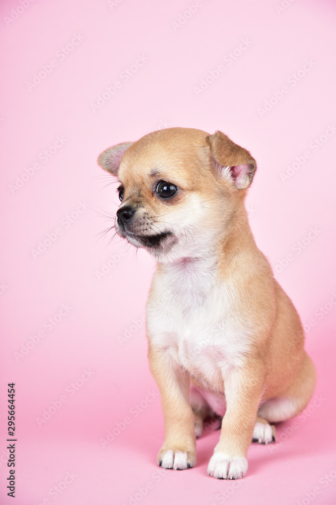 Little cute chihuahua puppy on a pink background.
