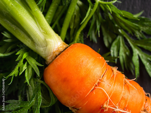 fresh raw ugly food carrots with curled leaves photo