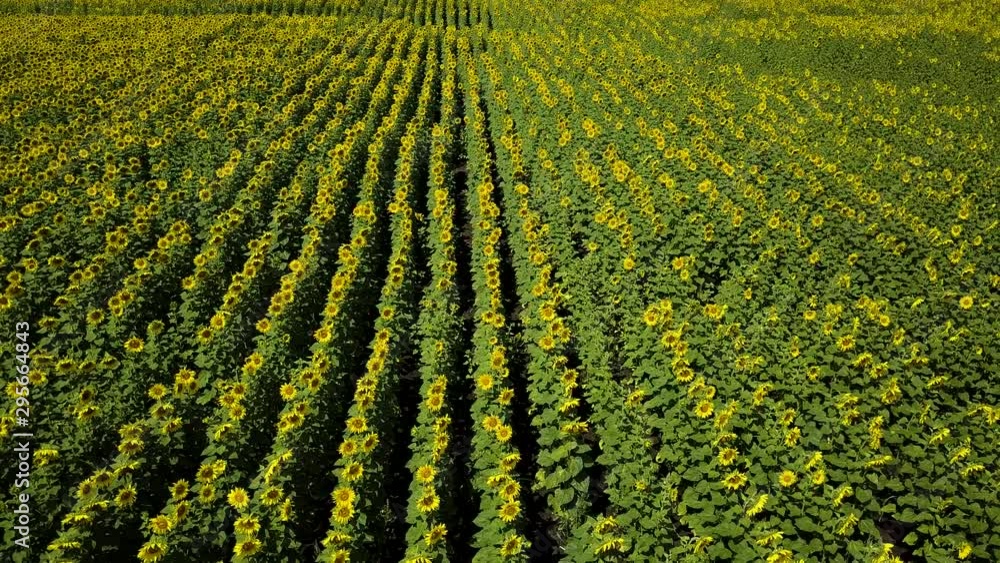 Flying drone moving across a yellow fields of sunflowers, aerial view of a sunflower field during the summer. Top view. Flying drone moving across a yellow fields of sunflowers, aerial view of a sunflower field during the summer. Top view.