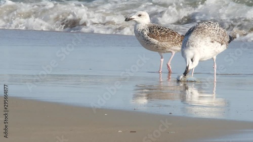 Seagull eats fish on the beach.  Hatteras Island - Tern OBX