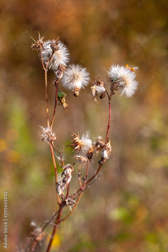 A plant similar to many dandelions on one stem with selective focus and a blurred background. Warm tone colors. Vertical. A plant similar to many dandelions on one stem with selective focus and a blurred background. Warm tone colors. Vertical.