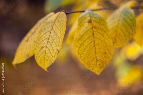 Beautiful big yellow leaves on a branch in the fall. Selective soft focus on one leaf.