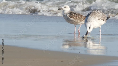 Seagull eats fish on the beach.  Hatteras Island - Tern