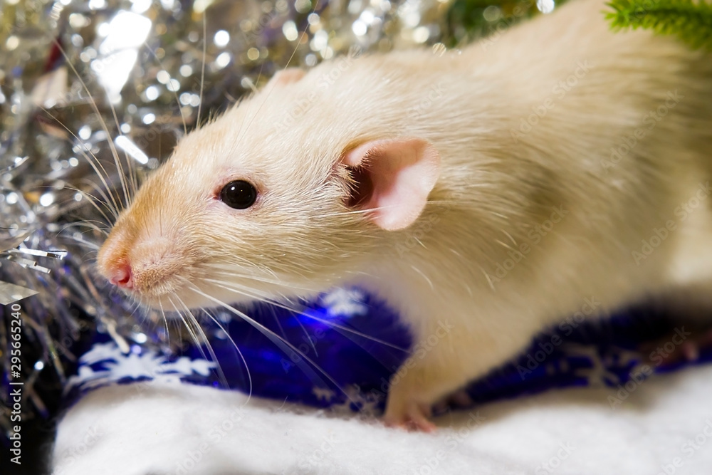 Happy New Year! Symbol of New Year 2020 - white or metal (silver) rat. Cute rat with Christmas decorated Happy New Year! Symbol of New Year 2020 - white or metal (silver) rat. Cute rat with Christmas decorated