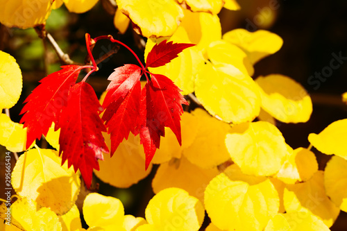 Fall colors. Colorful leaves on a sunny day © Rochu_2008