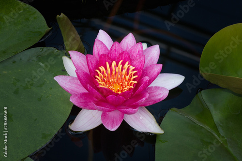 Beautiful pink waterlily or lotus flower in pond.