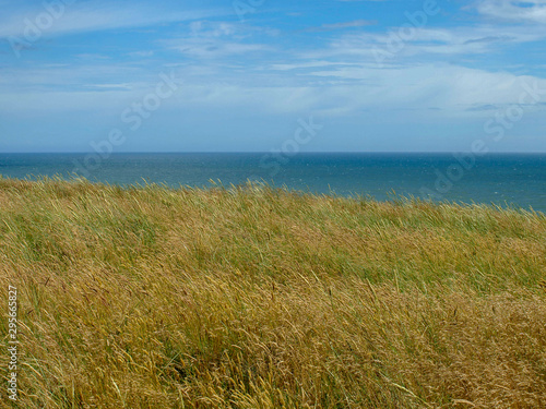 landscape with meadow by the sea