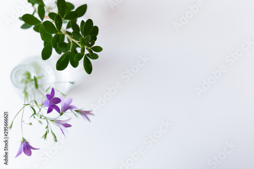 top view of flowers on a white background