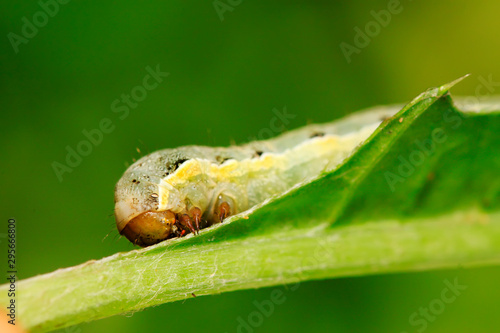 Lepidoptera insect larvae on plant