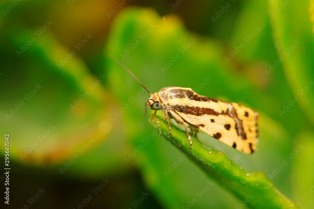 Obraz premium Moth insects on plant