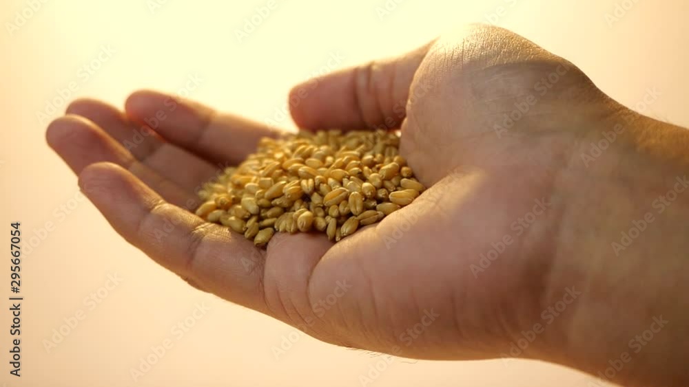 Golden wheat grain falling from farmer hand in slow motion Golden wheat grain falling from farmer hand in slow motion