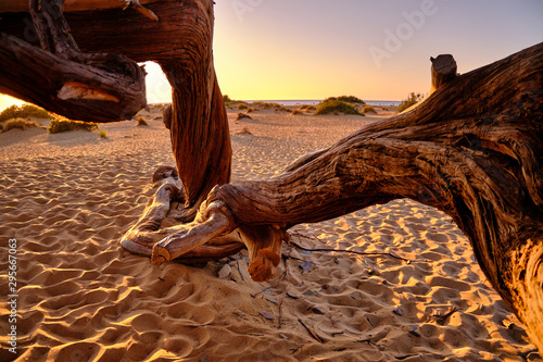 Fototapeta Naklejka Na Ścianę i Meble -  Juniperus in Dune di Piscinas, Sardinian Desert, Arbus, Italy