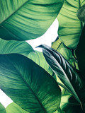 Abstract tropical green leaves pattern on white background, lush foliage of giant golden pothos or Devil’s ivy (Epipremnum aureum) the tropic plant.