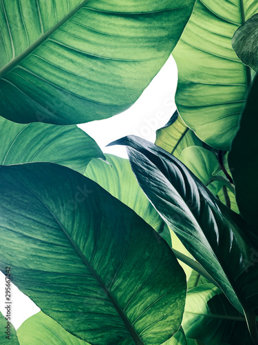 Obrazy do salonu Tropikalne zielone liście