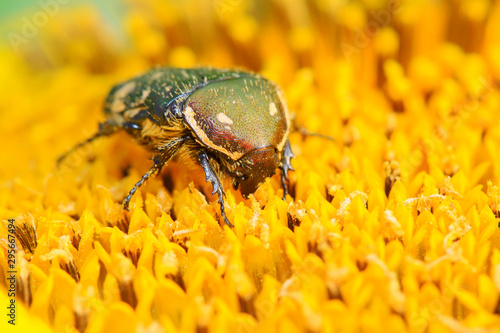 Картината върху платно chafer
