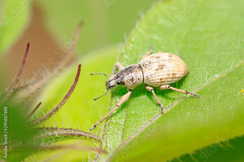 weevil on plant © YuanGeng