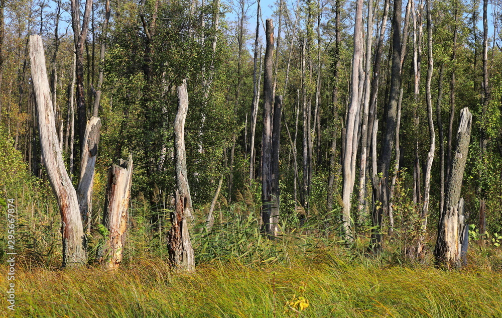Fototapeta premium old trees in forest, Poland, meadow forest and old tree stumps