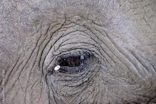 Elephant in Mana Pools National Park, Zimbabwe © Stefano