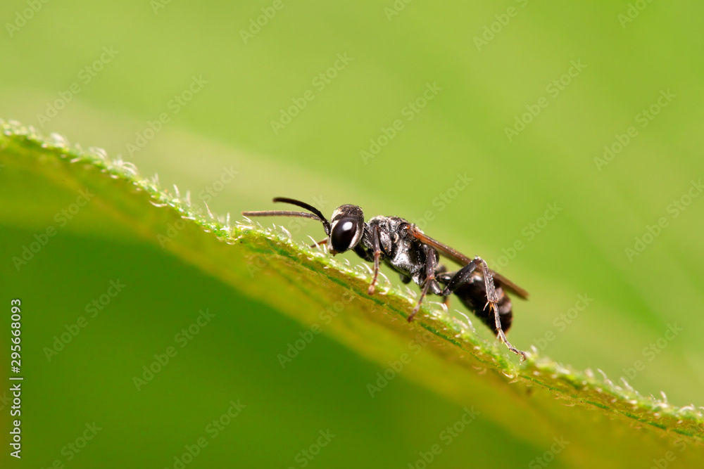 bees insects on plant bees insects on plant