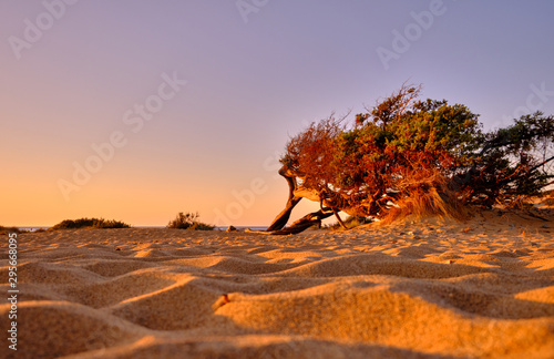 Juniperus in Dune di Piscinas, Sardinian Desert, Arbus, Italy photo