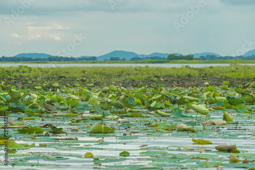 Unidentified fisherman fishing at Bueng Boraphet Swamp in Nakhon Sawan, Thailand photo