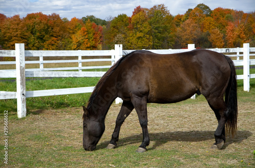 Beautiful Dark Horse with with Fence and Fall Colors