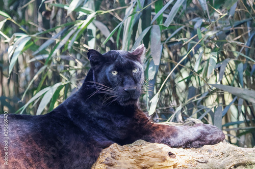Panthère noire en gros plan