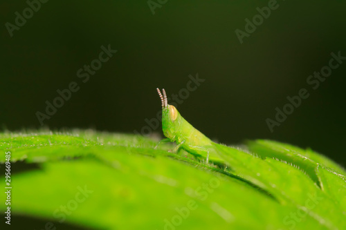 Oxyachinensis nymphs on plant