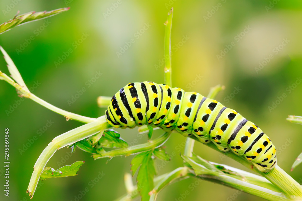 Papilio machaon on green plant