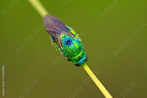 Chrysis shanghaiensis on green leaves © YuanGeng