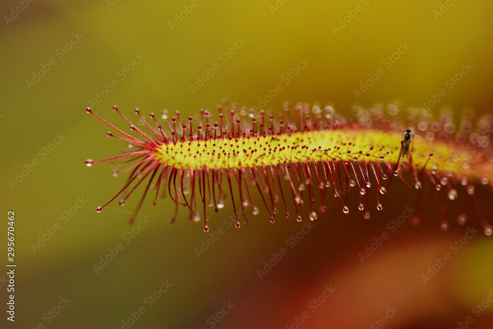 Naklejka premium rosiczka- roślina owadożerna