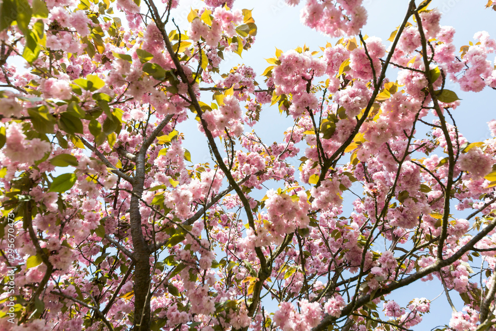 Japanische Kirschblüte in der Frühlingszeit Japanische Kirschblüte in der Frühlingszeit