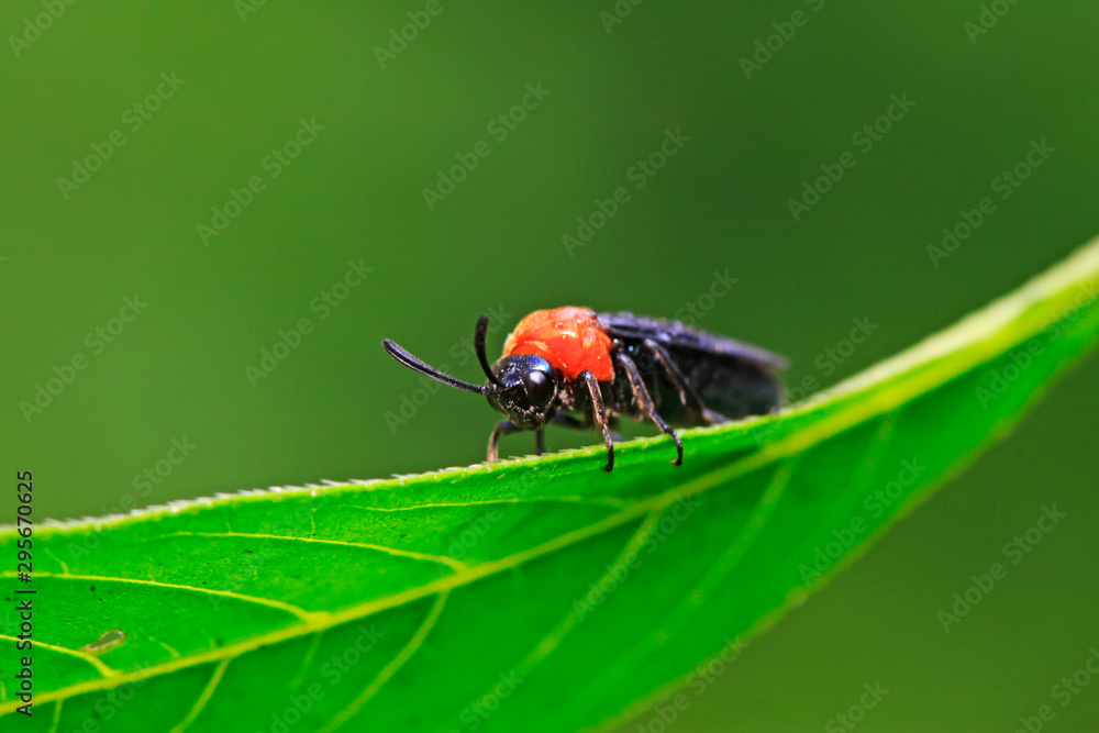 Fototapeta premium sawfly on plant