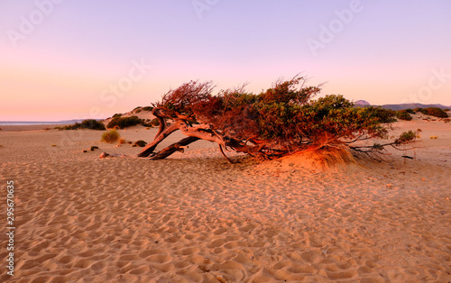 Juniperus in Dune di Piscinas, Sardinian Desert, Arbus, Italy photo